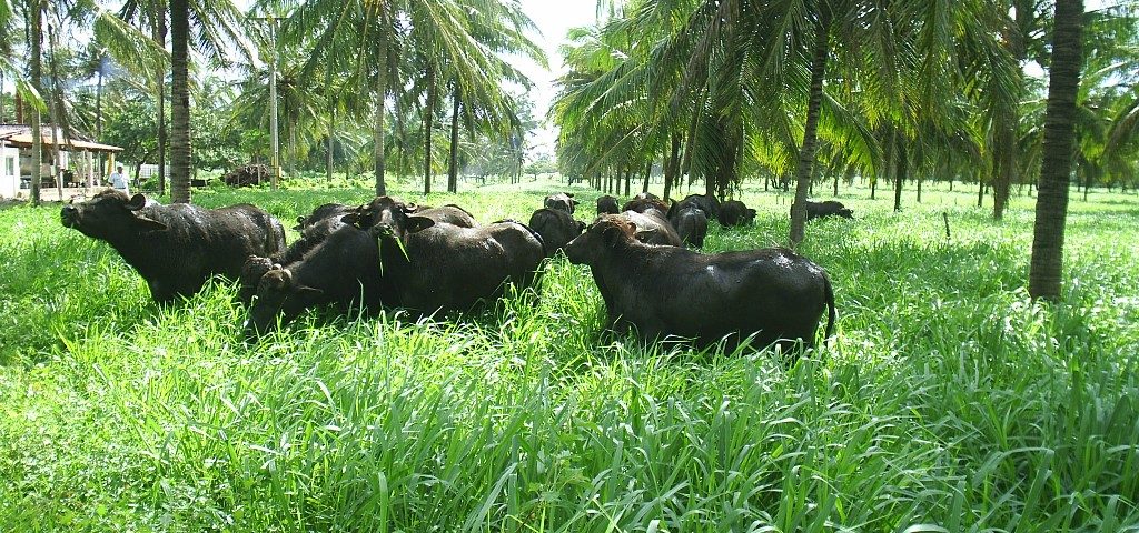 Peões fazem tour pela fazenda e ficam encantados com o búfalo - A